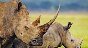 hluhluwe game reserve  