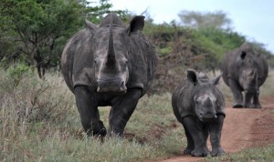Hluhluwe Game Reserve Safari Hluhluwe Game Reserve Safari