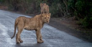 lion one of the african big 5