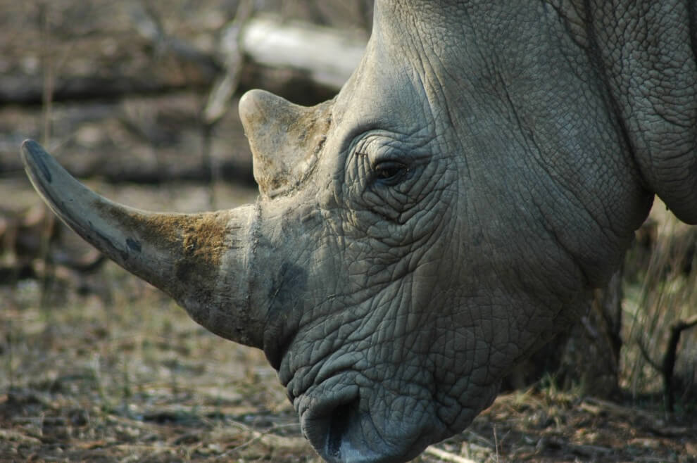 Hluhluwe-Imfolozi Park Animals 3 Hluhluwe Game Reserve Rhino