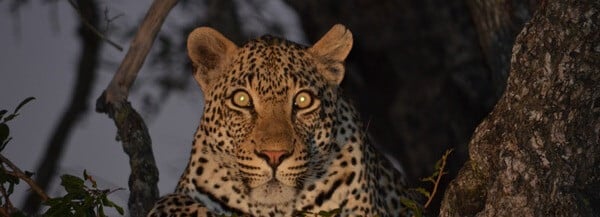 Hluhluwe-Imfolozi Leopard in Tree