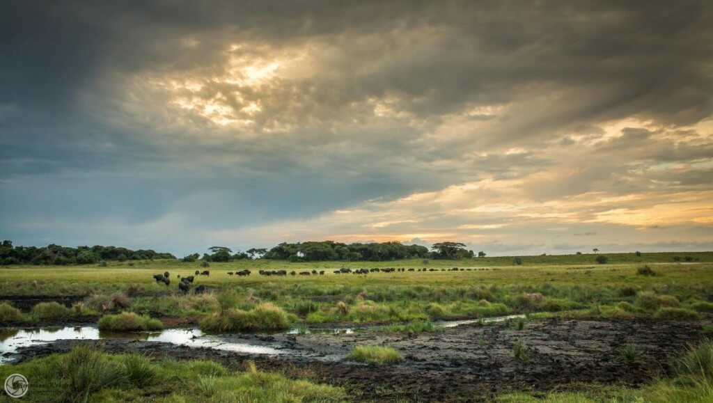 2 nights safari