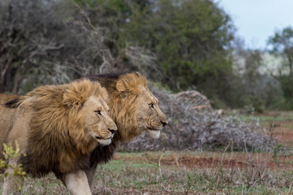 Safari Packages South Africa 2 african big 5 lions