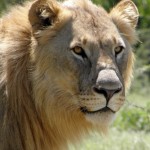 Wild & Whales Big 6 Safari Wildlife and Whales Big 6 Safari