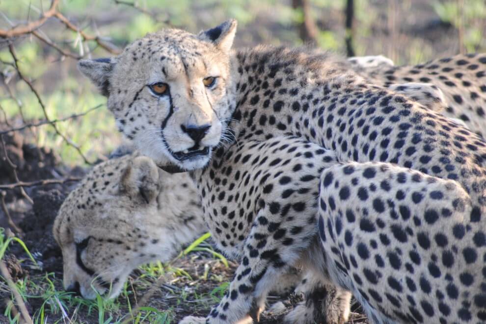 cheetah eye markings