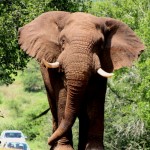 Elephant in Umfolozi