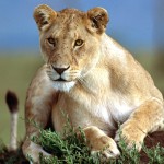 2 Night Hluhluwe Safari Package