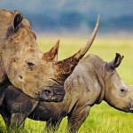 3 Day Hluhluwe Safari