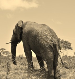 Hluhluwe Safari South Africa