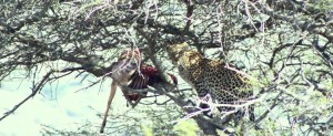 Hluhluwe Safari Leopard witnessed Hluhluwe Safari Update