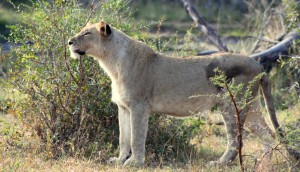 lion witnessed while on a hluhluwe safari Hluhluwe Safari Update