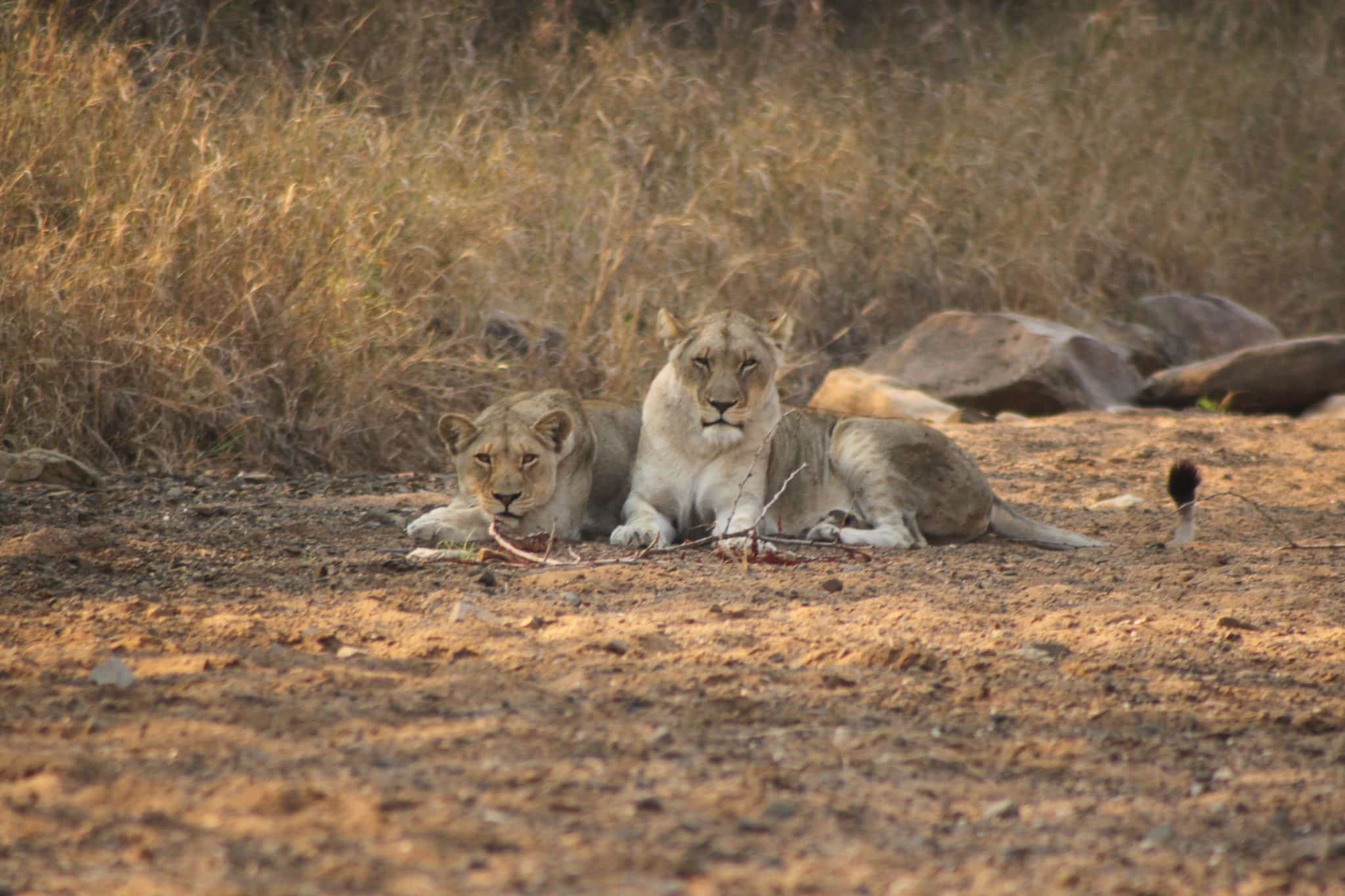 hluhluwe safaris