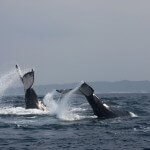 Whale Watching St Lucia South Africa Wildlife and Whales Big 6 Safari