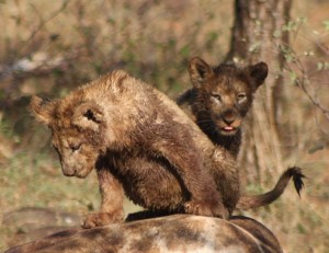 Safari Hluhluwe Safari To Hluhluwe