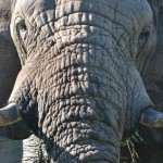 Hluhluwe Umfolozi Park Information