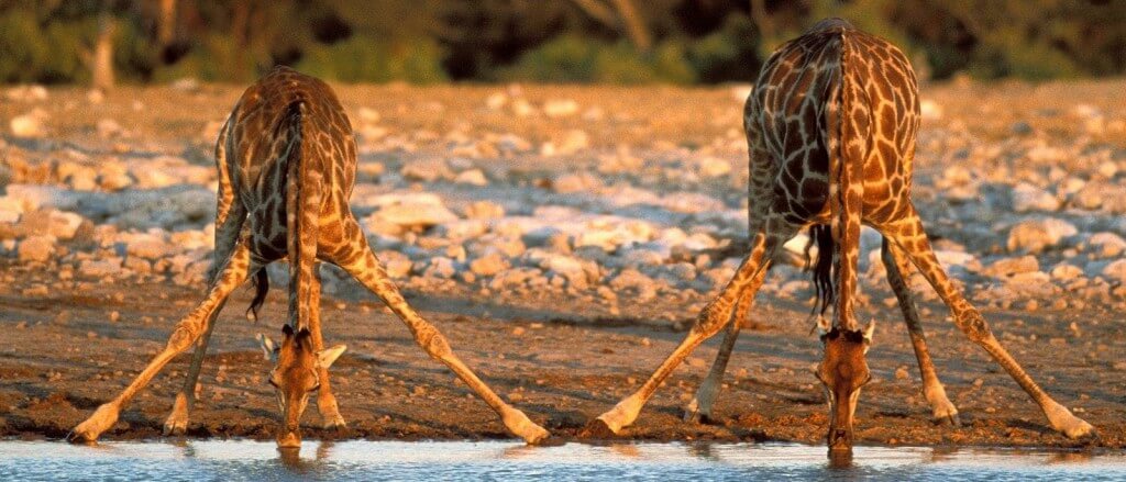 Giraffe Facts 4 Giraffe Facts