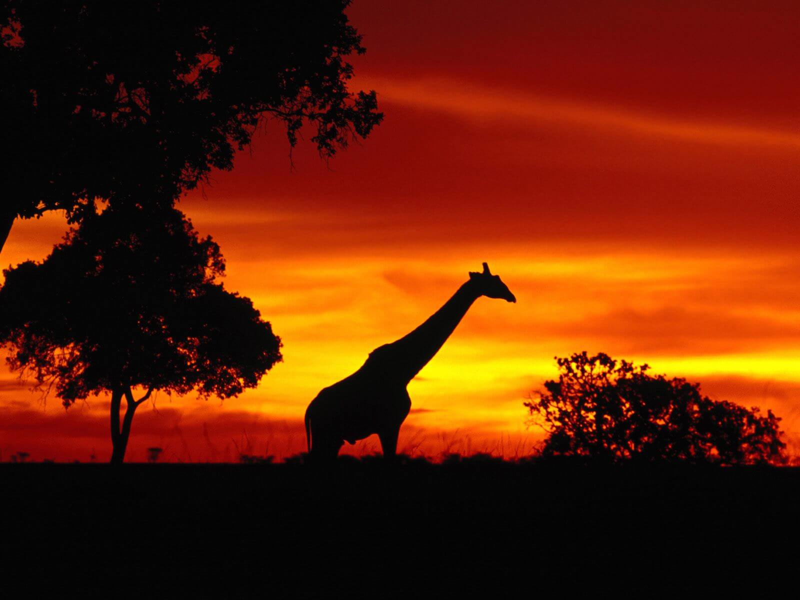night tour safari