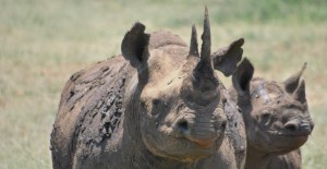 Rhino Poaching Hluhluwe Game Reserve Rhino Poaching Hluhluwe Game Reserve