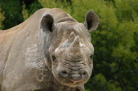 black rhino hooked lip black rhino