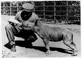 rhino sanctury in hluhluwe game reserve Hluhluwe Game Reserve History