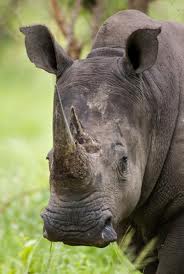 Hluhluwe Game Reserve Rhino rhino