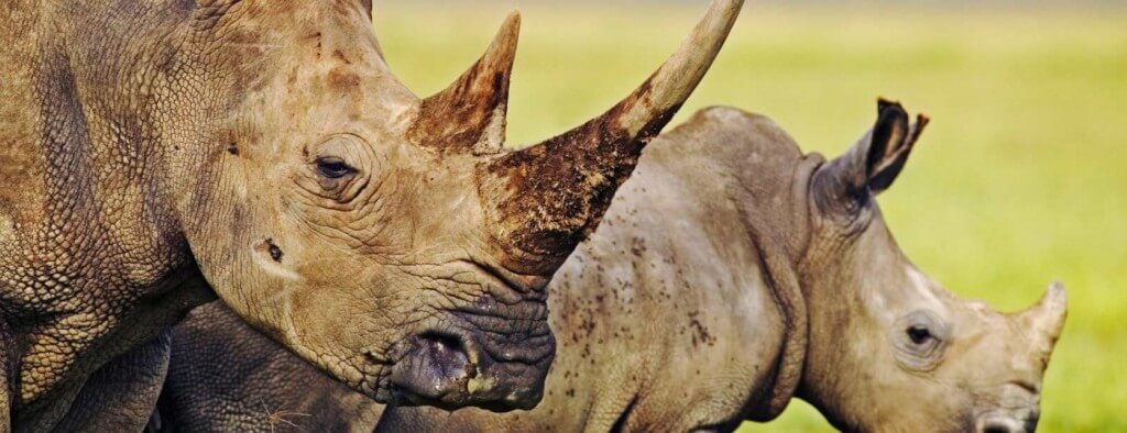 Hluhluwe Game Reserve 2013 Rates 4 Hluhluwe Rates 2013