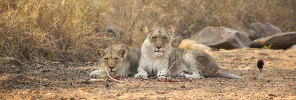 Hluhluwe Safari with Heritage Tours 1 Hluhluwe Safari with Heritage Tours & Safaris