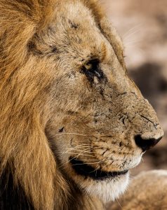 south african big 5 lion