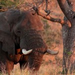 4 day zululand safari