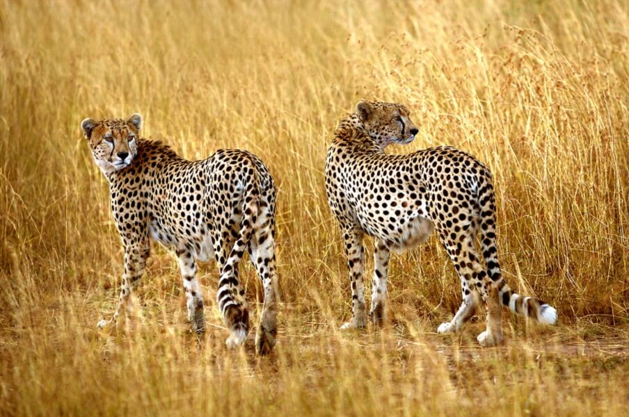 top speed cheetah