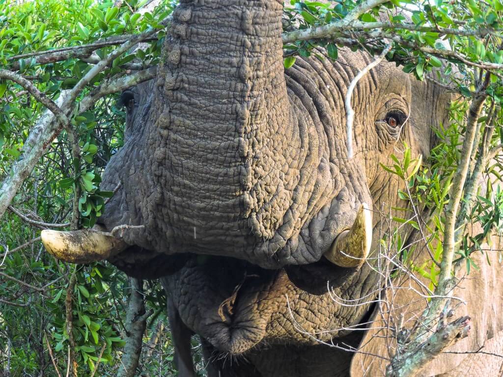 Self Drive Hluhluwe 1 Elephant in thick bush Imfolozi