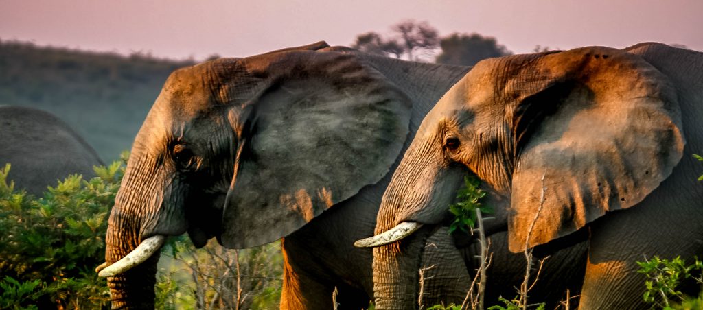 african elephants tusk