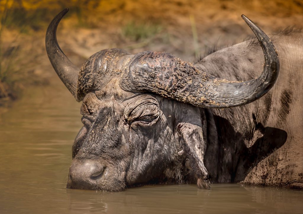 Safari Packages South Africa 6 Cape Buffalo Facts