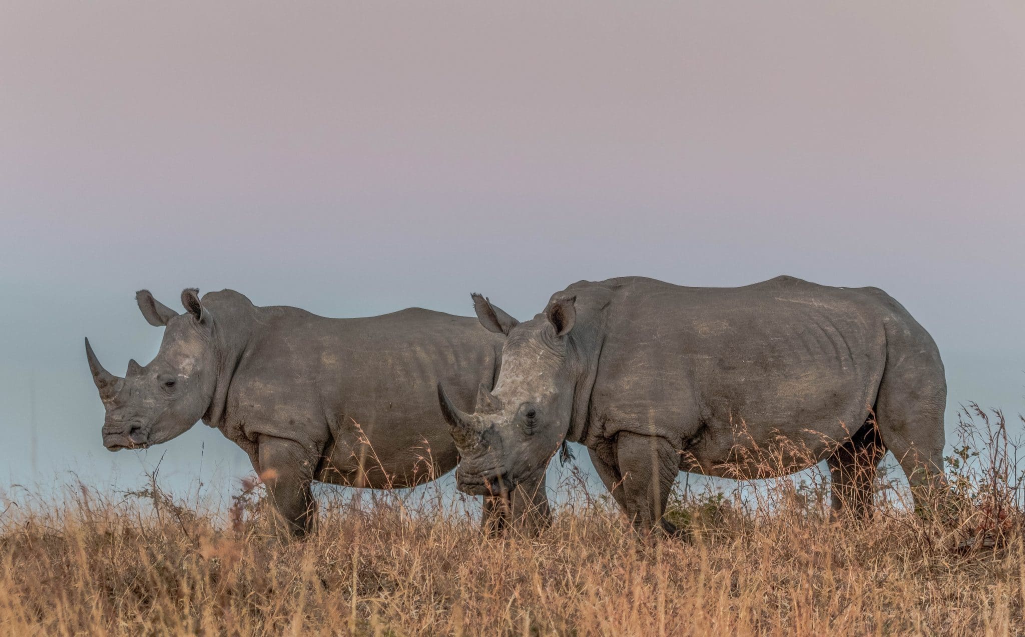 1 night south africa safari package