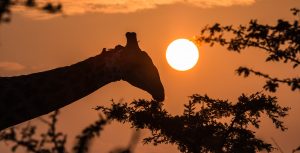 3 night big 5 safari south africa package