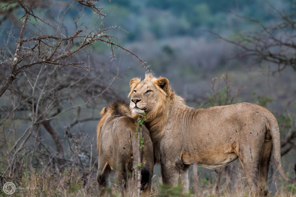 african Lion