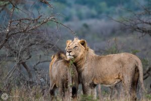 african Lion