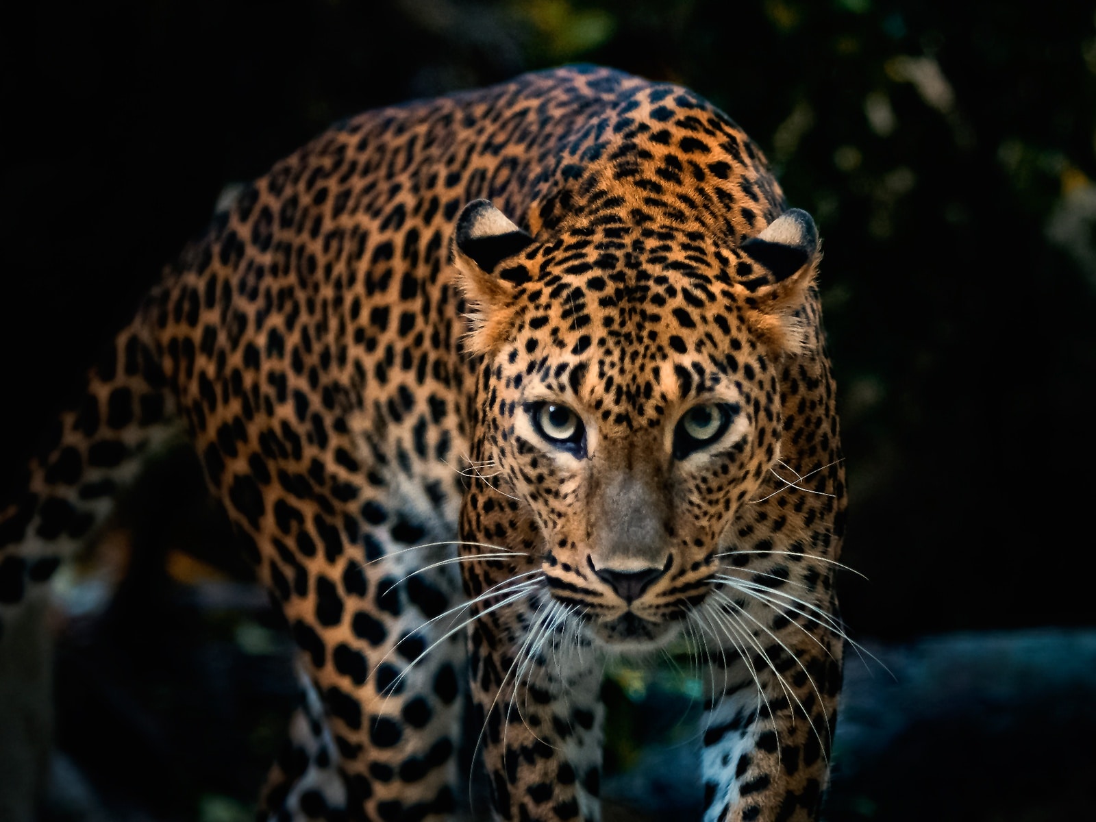 leopard facts african big 5