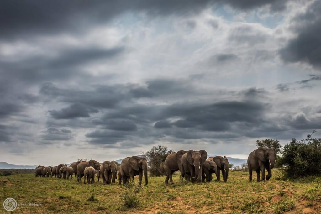 Elephant Herd