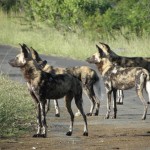 wild dogs in the umfolozi park