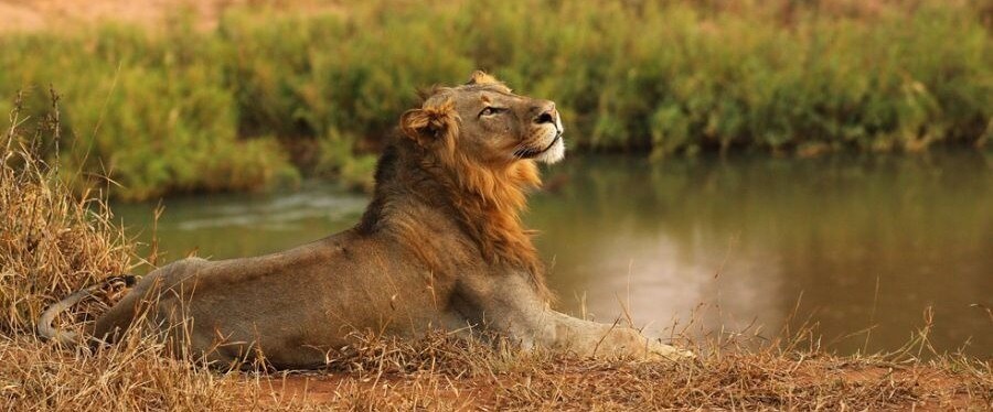 hluhluwe safari