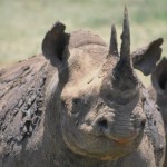 hluhluwe umfolozi tours