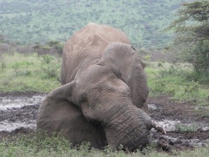 Elephants & Lions 2 Elephants enjoying a mud bath