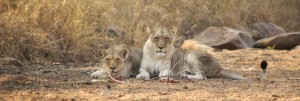 Hluhluwe Game Reserve 2013 Rates 3 full day safari