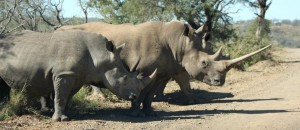 Hluhluwe Game Reserve 2013 Rates 2 HALF DAY SAFARI