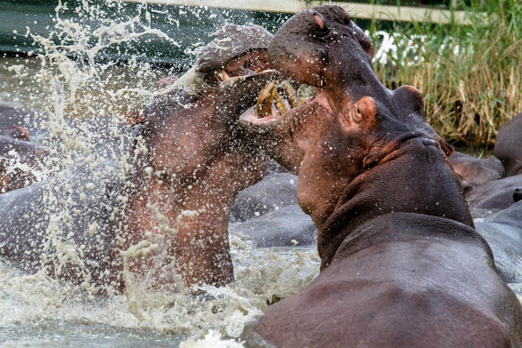 Best Safari Trips from Durban 8 st lucia south africa safaris & activities