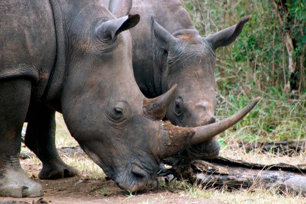 Safari Near Cape Town 2 rhino cape town