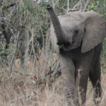 hluhluwe umfolozi safari updates