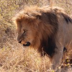 male lion mating