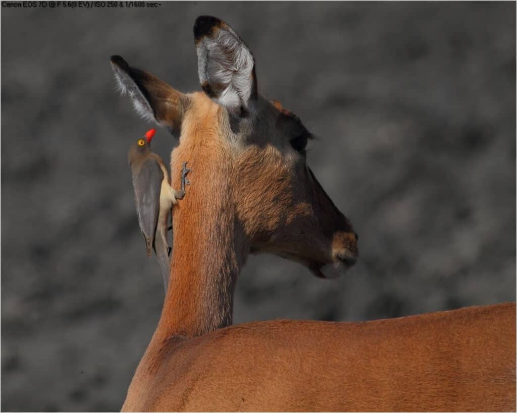 impala and oxpecker facts